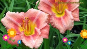 Лилейник гибридный Роузи Ретенс. Краткий обзор, описание hemerocallis hybrida Rosy Returns