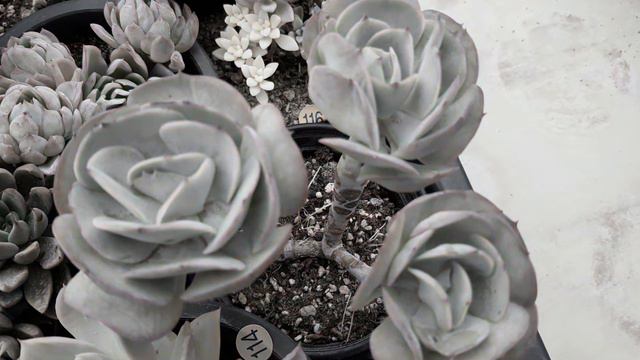 How to buy Korean rare succulents смотреть онлайн