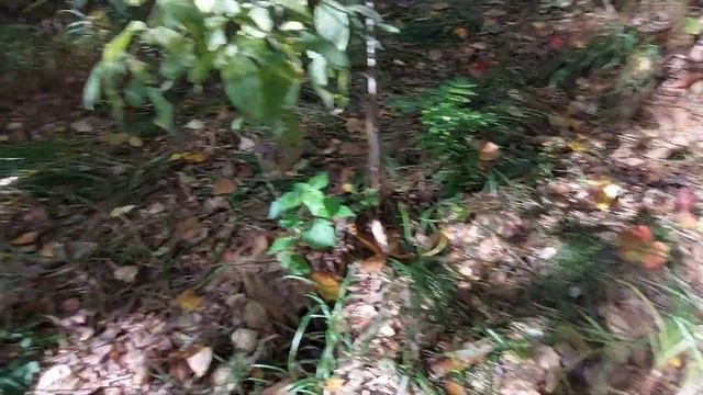 за грибами 03.10.23 дорога обратно