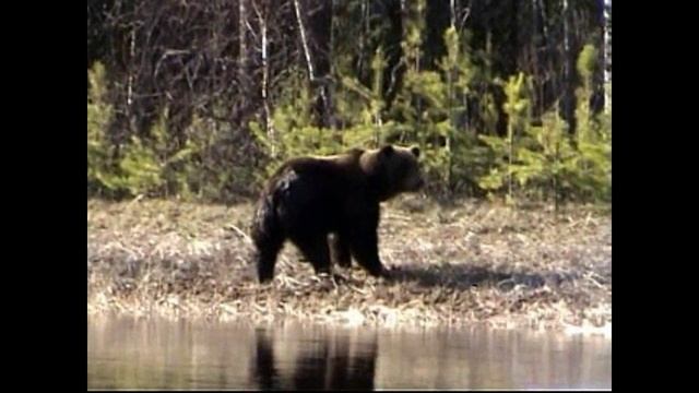 Неожиданная встреча с хозяином тайги. Медведь. смотреть онлайн