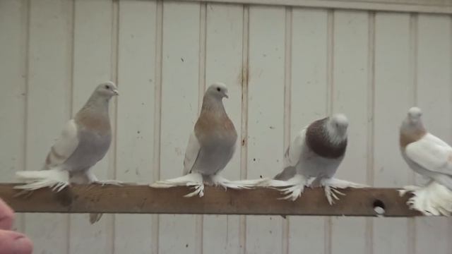 Наконец-то снял про тасманов...../ 01.01. 2017 / Рассказываю про породу голубей-тасманы 1 ч. смотреть онлайн
