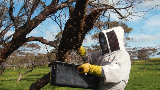 Swarm Frenzy: Mastering the Art of Catching a Massive Bee Swarm | The Bush Bee Man смотреть онлайн