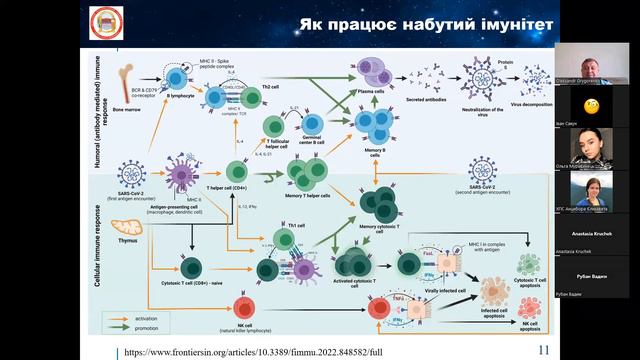 Лекція 04. Імунна система. Імунодепресанти смотреть онлайн