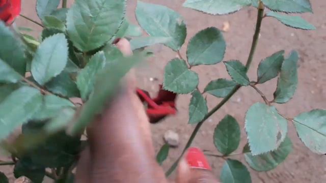 റോസ്-New Black Delight/ന്യൂ ബ്ലാക്ക് ഡിലൈറ്റ്