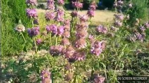 65.МОНАРДА лимонная - на грядке и в домашней аптечке.