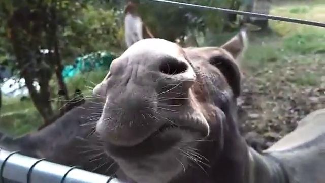 Осёл ест каштаны смотреть онлайн