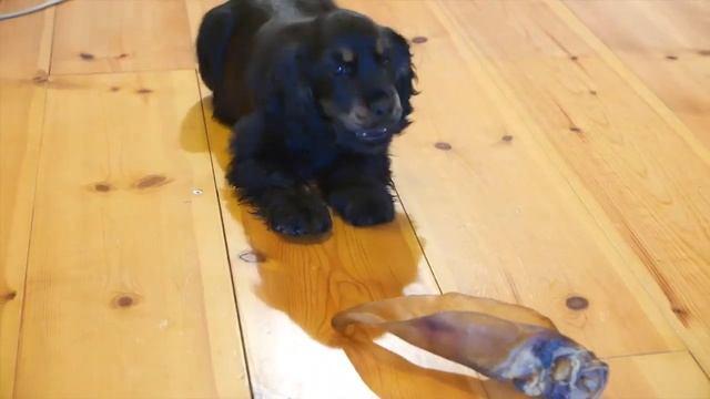 Fenya in The Instinct Awakening. Феня. Пробуждение Инстинкта. смотреть онлайн