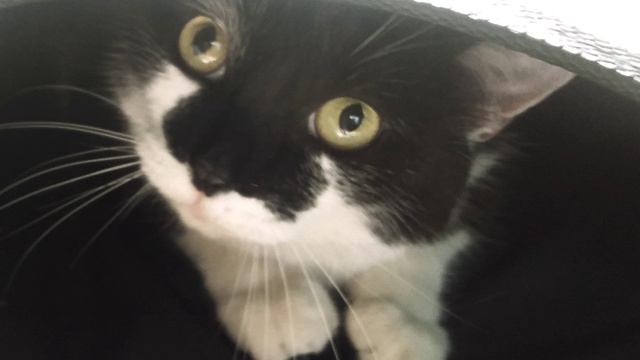 Моему коту-Луи. смотреть онлайн