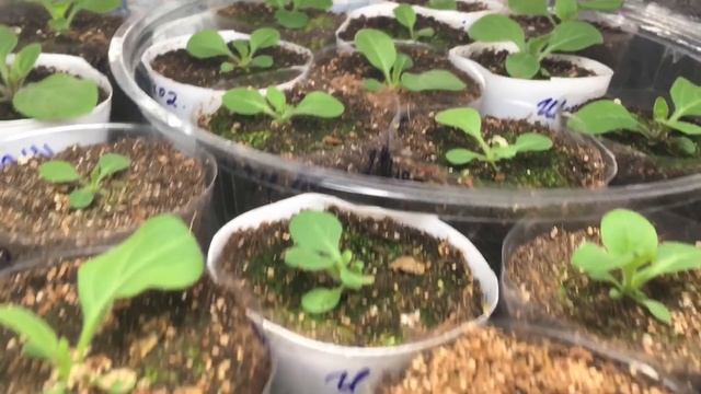 ?Рассада петунии, как растёт и развивается.? Мои новинки вегетативных петуний? смотреть онлайн