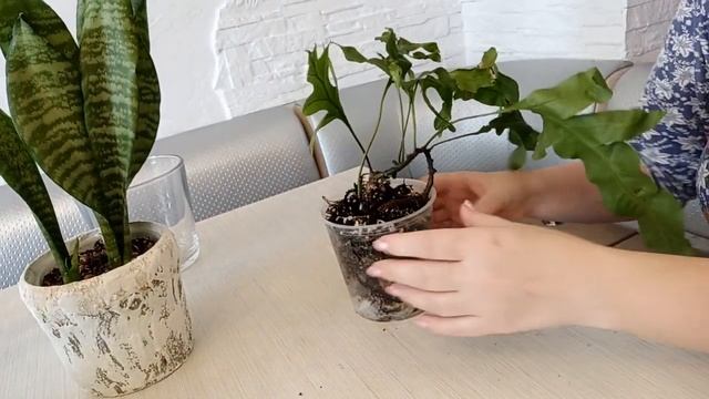 Почему нельзя поливать пересохшее растение... смотреть онлайн
