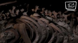 Истоки языка. Город Чатал-Гуюк: загадка индоевропейской прародины. Предки наших предков