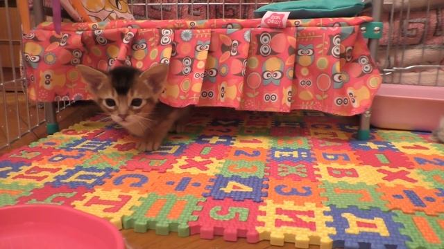 Новый котенок Ариела в семье | тигренок - блогер смотреть онлайн