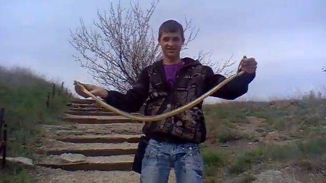 Желтобрюхий полоз. змеи Ростовской области смотреть онлайн