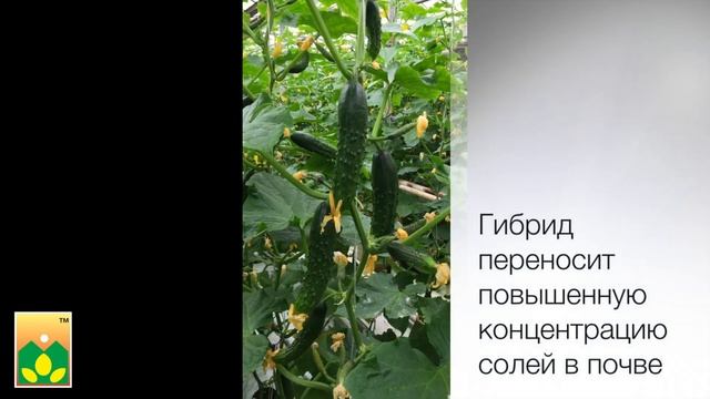 Очень вкусный и теневыносливый гибрид огурца - F1 Тачанка! Авторские семена Агрофирмы Манул смотреть онлайн