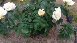 Обзор розы ШНЕЕВАЛЬЦЕР?