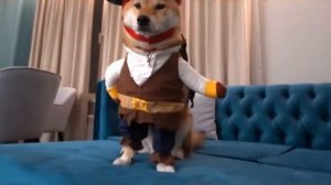 ВПЕРВЫЕ НАДЕВАЮ КОСТЮМЫ НА МОЮ СОБАКУ! рекция на эдисона перец