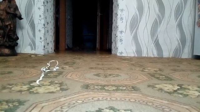 Муся весь день дрыхла, сейчас 12 часов ночи, у нас игры с палочкой для чистки ушей смотреть онлайн