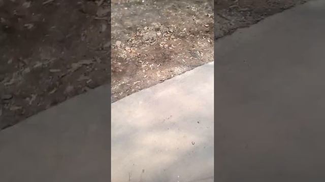 Клоп. чих из Тимирязевского л.парка найден 15.04.19. /съемка 21.04.19 3 смотреть онлайн