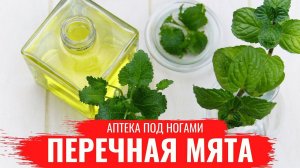 ПЕРЕЧНАЯ МЯТА / О правилах сбора, нюансах заготовки/ Лечебные св-ва / Аптека под ногами