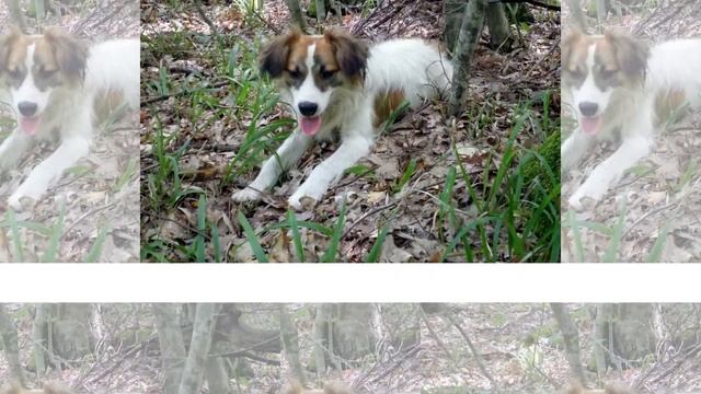 ГРИБНИКИ ФОРУМА смотреть онлайн