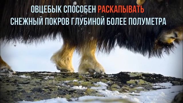 Овцебыки Неизвестная Сибирь смотреть онлайн