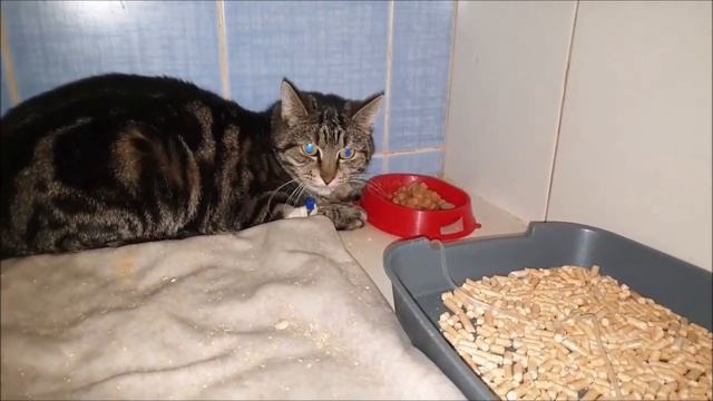 Есть ли жизнь у кошек после смерти хозяев? смотреть онлайн