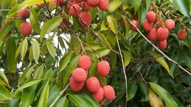 Фрукт личи. Польза и вред. смотреть онлайн