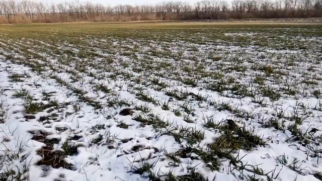 Как зимует пшеница на огородах 17.02.2021. Состояние посевов озимой пшеницы в феврале смотреть онлайн
