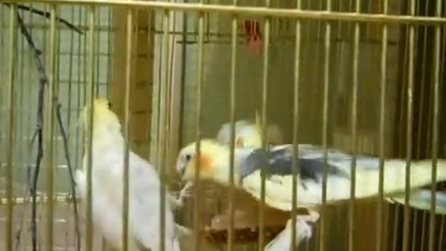 Переселение попугая Корелла в вольер к остальным птицам. смотреть онлайн