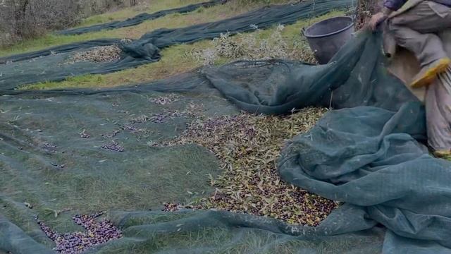 Италия. Жизнь в Тоскане. Делаем ОЛИВКОВОЕ МАСЛО ДОМА. Сбор урожая, отжим, интересные факты смотреть онлайн