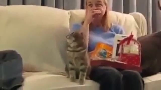 Пугливые коты смотреть онлайн