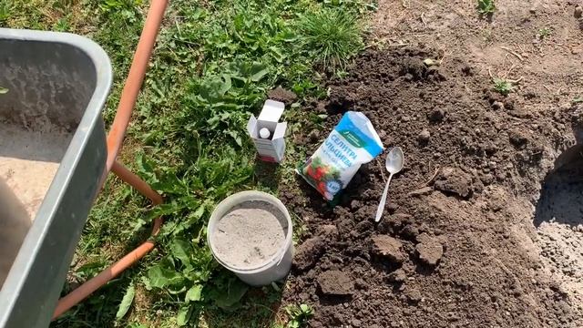 Перцы. Вершинная гниль у перцев.Пересаживаю их в открытый грунт. смотреть онлайн