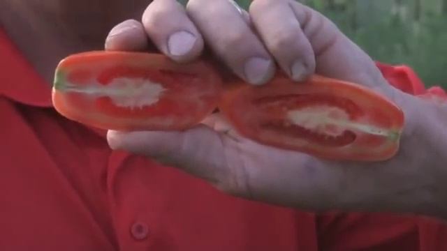 San Marzano Tomato смотреть онлайн