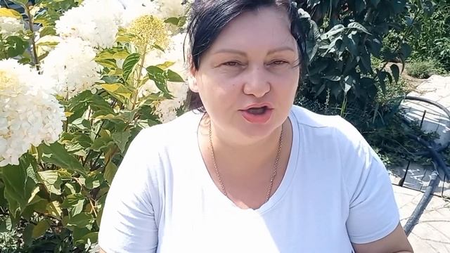Почему не цветёт гортензия? смотреть онлайн