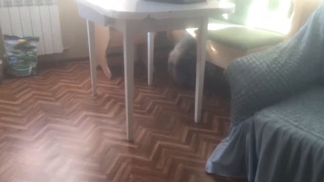 Сибирский кот Потап. Небольшая разминка. Часть 1 смотреть онлайн