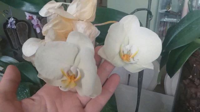 Красный клещ на ОРХИДЕЯХ. Как я справляюсь с проблемой. Жизнь автора. смотреть онлайн