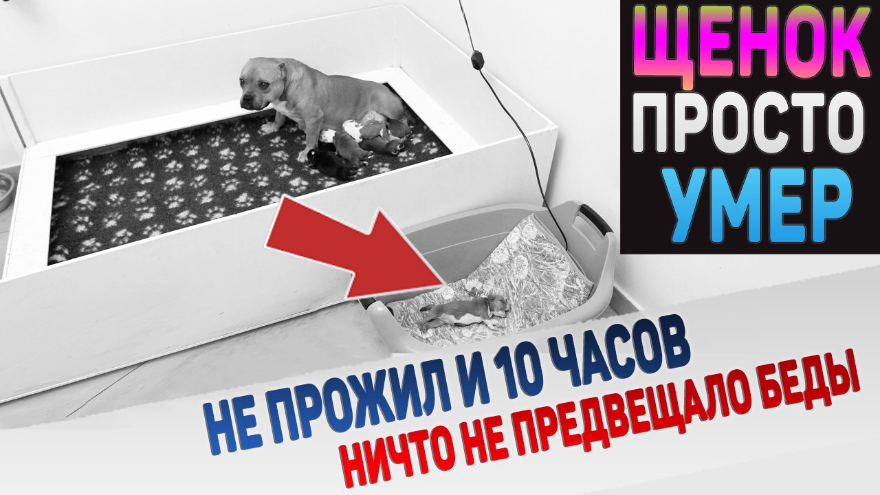 Маленький щенок неожиданно и быстро умер ? Что произошло? смотреть онлайн