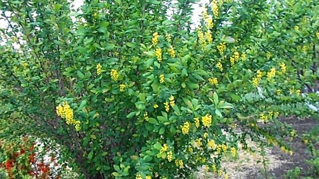 ЦВЕТЁТ БАРБАРИС 2017 год смотреть онлайн