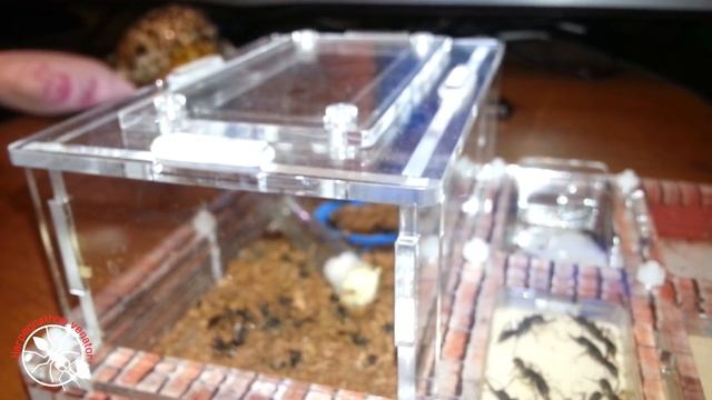 Муравьи Harpegnathos venator. АНТИКЛЕЩ. Лечения клещевого заражения. смотреть онлайн