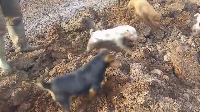 ОГРОМНЫЕ КРЫСЫ И СОБАКИ! Собаки ловят больших крыс! Ratting with terriers 18 смотреть онлайн