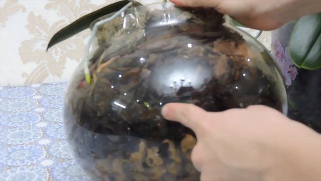 НЕ САЖАЙТЕ ОРХИДЕИ В ГРУППОВУЮ ПОСАДКУ!!! УЖАС! КОШМАР! смотреть онлайн