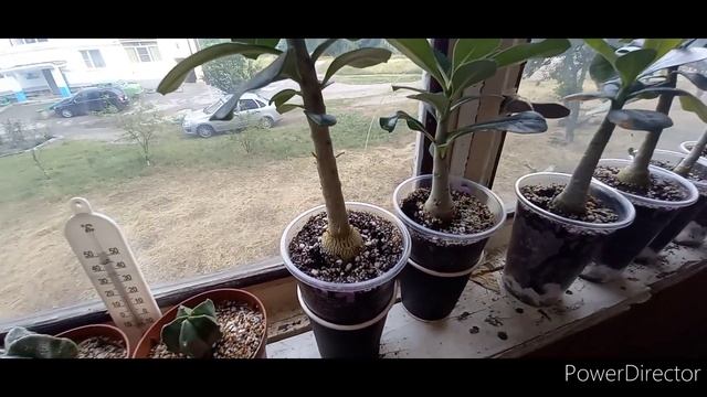 #адениумы Адениумы после пересадки//Преимущества бОльших горшков//Мои наблюдения смотреть онлайн