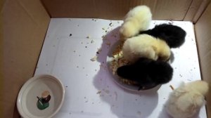 Уход за цыплятами в первые дни жизни/Правильное питание и содержание/Кормление,пропойка/Chickens