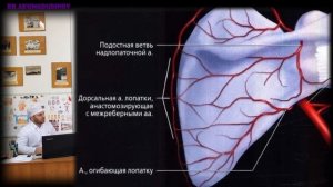Топография лопаточной области. Ахмадудинов А.М.