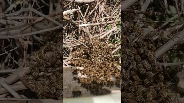 Как собрать пчёл если они сели на кучу веток которая осталось после очистки сада! смотреть онлайн