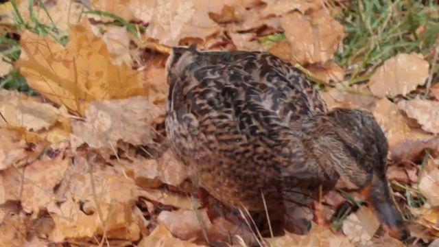ОСЕНЬ 2021. ОСЕННИЙ БЕЛОЗЕРСК. ПРОГУЛКА ПО ГОРОДУ. смотреть онлайн