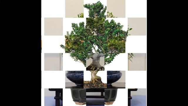 Ilex Crenata Is An Evergreen Shrub Or Small Tree