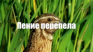 Пение перепела. Звуки природы 1 час