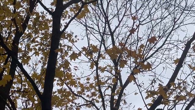 Западный Ветер-Привет от Воронов. смотреть онлайн