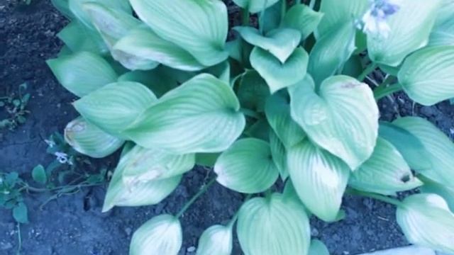 Лилейники и хосты в нашем саду. смотреть онлайн